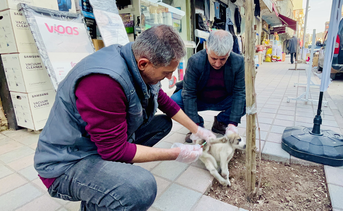 Kurtalan’da veteriner hekim hasta yavru köpeği tedavi etti