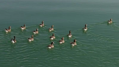 Kuş cenneti Erçek Gölü yaban kazlarına ev sahipliği yapıyor