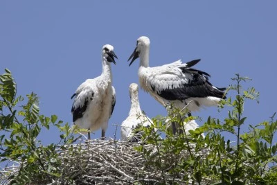 Leylek çifti &quot;Emrah&quot; ve &quot;Selvihan&quot;ın 4 yavrusuna isim arıyorlar