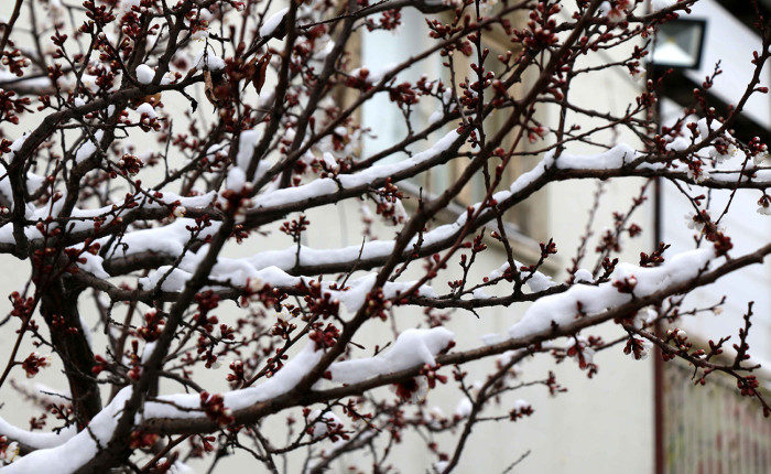 Malatya'da kar etkili oluyor