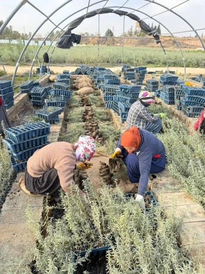 Mardin'de 2 milyon tuz çalısı fidanı üretildi