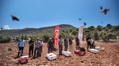 Siirt'in komşusunda 300 kınalı keklik doğaya salındı