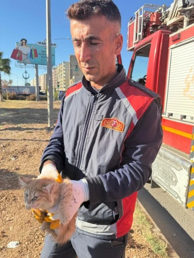 Mardin'de ağaçta mahsur kalan kedi itfaiye ekiplerince kurtarıldı