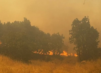 Mardin'de ormanlık alanda çıkan yangın kontrol altına alındı