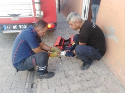 Mardin'de tuvaletin deliğine sıkışan yavru kedi kurtarıldı