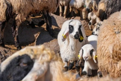 Mevsimsel yağışlar Karacadağ'da besicilerin y&uuml;z&uuml;n&uuml; g&uuml;ld&uuml;rd&uuml;