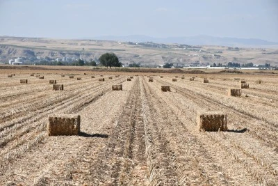 Mısır anızları elektrik üretiminde değerlendiriliyor