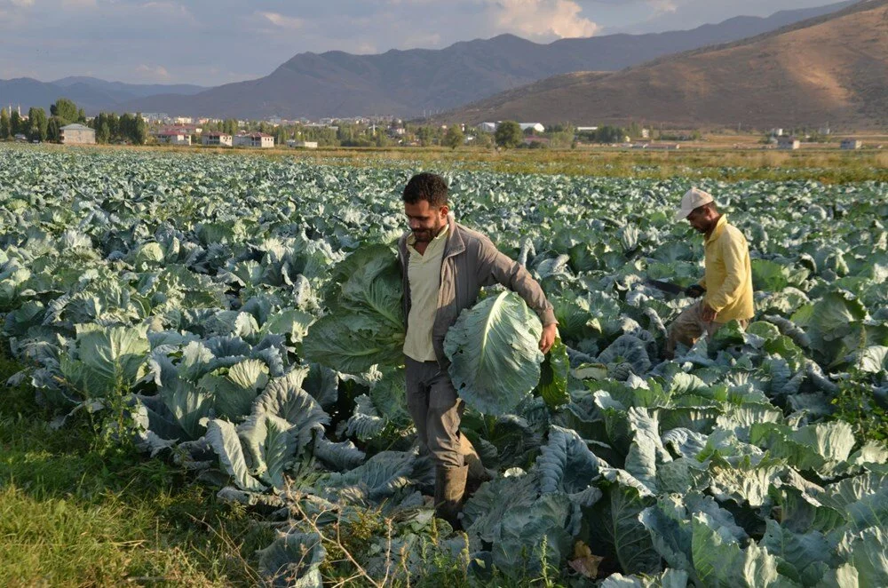 Muş Ovası’nda Hasadı Başladı, Siirt’te Fiyatların Düşmesi Bekleniyor