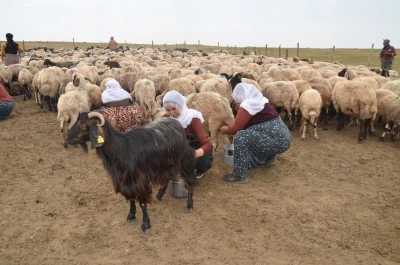 Muş'ta berivanlar süt sağımı için traktör römorkunda kilometrelerce yol kat ediyor