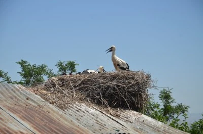 Muş'ta konaklayan leylekler, sulak alanlardan taşıdıkları yiyeceklerle yavrularını büyütüyor