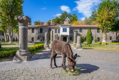 Müze bahçesinde koruma altına alınan sıpa &quot;Midas&quot; ziyaretçilerin sevgisini kazandı