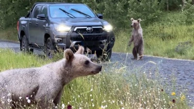 Nemrut Kalderası'na gelen ziyaretçilere &quot;bozayılara yaklaşmayın&quot; uyarısı