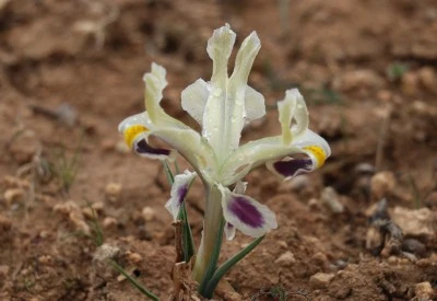 Nevruz &ccedil;i&ccedil;ekleri a&ccedil;tı