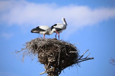 &quot;Emrah&quot; ve &quot;Selvihan&quot; adını verdiği leylekleri 15 yıldır bahçesinde ağırlıyor
