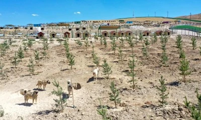 Sahipsiz köpeklerin barındırıldığı doğal yaşam alanı 2 bin fidanla yeşillendirildi