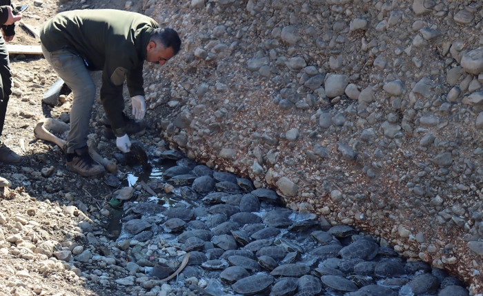 Şanlıurfa'da mahsur kaldıkları dereden kurtarılarak bakımları yapılan 316 kaplumbağa doğaya bırakıldı