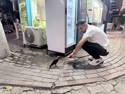 Sıcaktan bunalan karga, esnafın uzattığı hortumdan su i&ccedil;ti