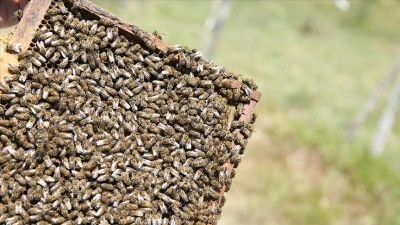 Siirt 3 bin 175 ton bal &uuml;retimiyle T&uuml;rkiye genelinde &ouml;ne &ccedil;ıktı