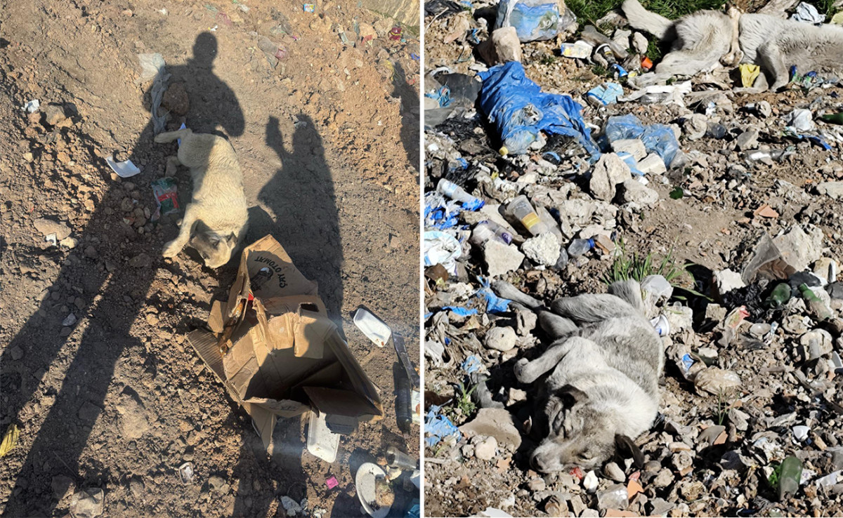 Siirt Barosu'ndan Eruh'taki Hayvan Katliamına Suç Duyurusu