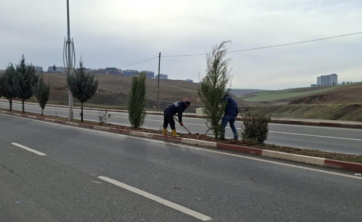 Siirt Belediyesi Refüj Düzenleme ve Ağaçlandırma Çalışmalarını Sürdürüyor