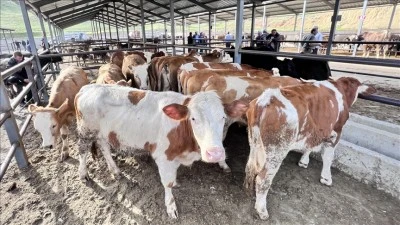 Siirt’e Acil Yazı: İkinci Bir Emre Kadar Kapatıldı!