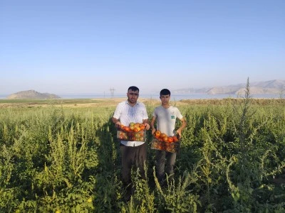 Siirt’e Komşu Tatvan’da Hasat Başladı, Fiyatlar Gerileyecek