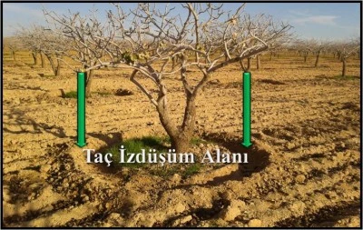 Siirt Fıstığı &Uuml;reticilerine Ocak Ayı Uyarısı