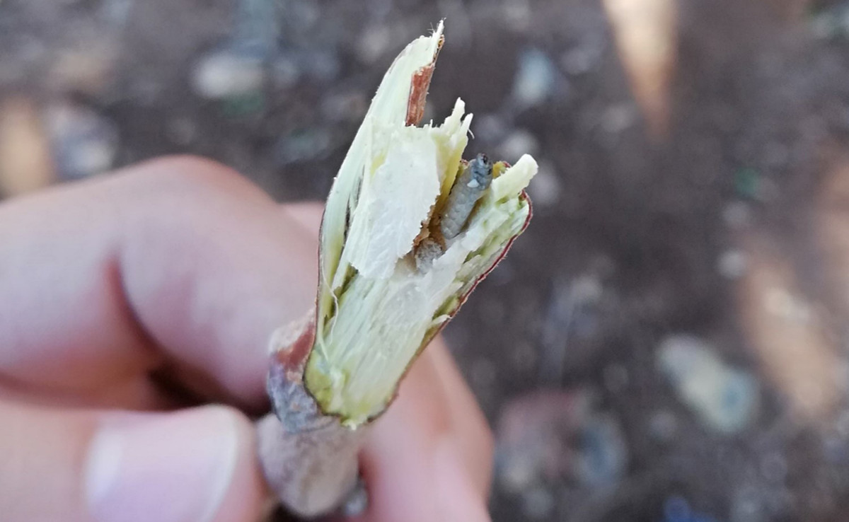 Siirt Fıstığında Büyük Tehlike!