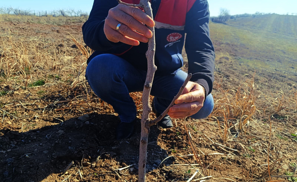 Siirt fıstığında büyük tehlike sona eriyor! Başarı oranı yüzde 80’in üzerinde