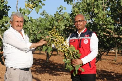Siirt fıstığında hasat heyecanı! &Uuml;retici y&uuml;ksek rekolte bekliyor