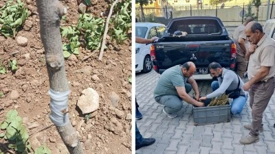 Siirt Fıstığında &quot;Boş Tane&quot; Sorununa Karşı Önemli Adım