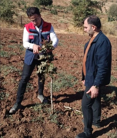 Siirt Fıstığında Üreticiye Uygulamalı Eğitim