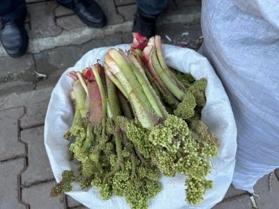 Siirt&rsquo;in Dağlarında Toplanıyor: Fiyatı 500 Liradan 200 TL&rsquo;ye Kadar D&uuml;şt&uuml;
