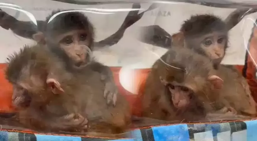 Siirt’in komşu ilinde 3 şahin ile 2 makak maymunu ele geçirildi