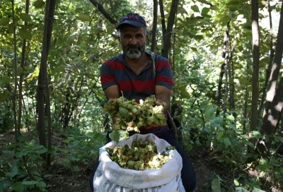 Siirt'in komşu ilinde fındık hasadı başladı