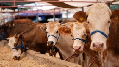Siirt'in Kurtalan İlçesine Bir Köyde Daha Şap Tespit Edildi!