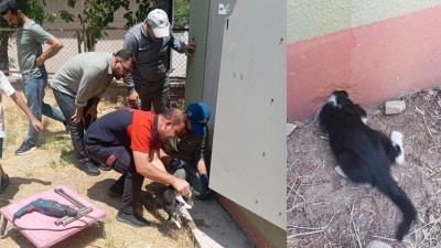 Siirt Kurtalan'da başı betona sıkışan kedi kurtarıldı
