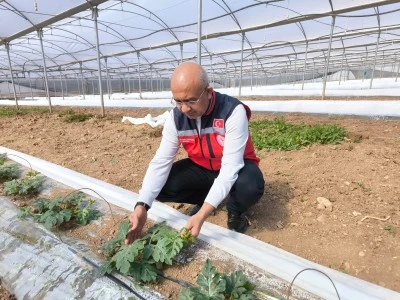 Siirt Kurtalan&rsquo;da &Ouml;rt&uuml; Altında Erkenci Karpuz &Uuml;retimi Başladı
