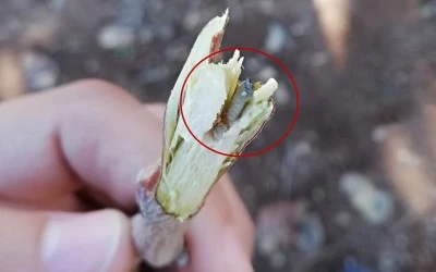 Siirt Tarım İl Müdürlüğü'nden Fıstıkçılara Önemli Uyarı