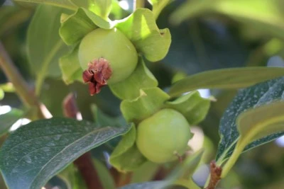 Siirt’te 4 Yıllık Bekleyişin Ardından İlk Ürünler Alındı
