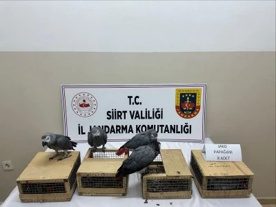 Siirt&rsquo;te 8 Yaban Hayvanı Ele Ge&ccedil;irildi