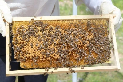 Siirt'te Arıcılara B&uuml;y&uuml;k Destek: 50 &Uuml;reticiye Arılı Kovan Hibesinde Başvurular Başladı