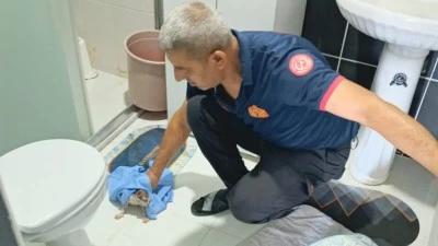 Siirt'te Banyo Giderine Giren 4 Yavru Kedi İ&ccedil;in Kurtarma Operasyonu