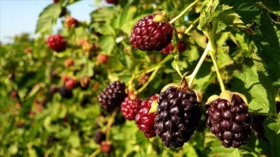 Siirt&rsquo;te B&ouml;ğ&uuml;rtlen Bah&ccedil;esi Projesi İ&ccedil;in Başvurular Başladı