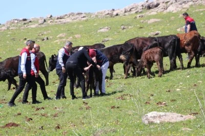Siirt&rsquo;te b&uuml;y&uuml;kbaş hayvan desteği desteği meyvesini verdi