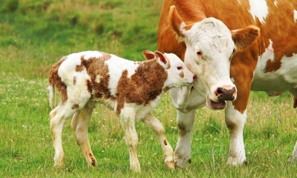 Siirt&rsquo;te Buzağı, Kuzu ve Oğlak Destekleri İ&ccedil;in Askı S&uuml;reci Başladı