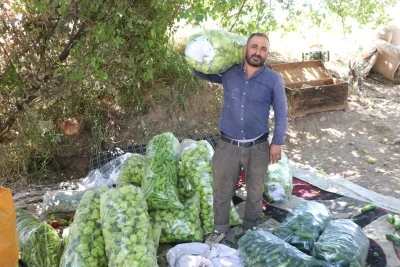 Siirt&rsquo;te Devlet Destek Verdi, &Ccedil;ift&ccedil;iler Hasada Başladı! 125 Ton &Uuml;r&uuml;n Bekleniyor