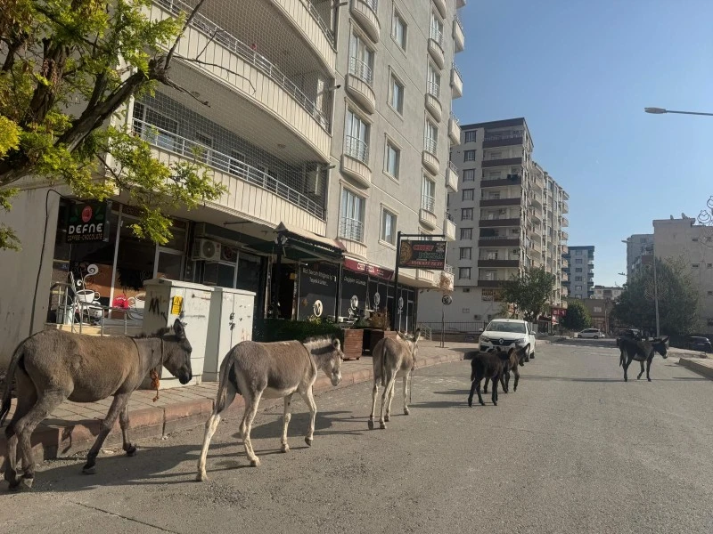 Siirt'te Eşek Sayısı 886'ya D&uuml;şt&uuml;! T&uuml;rkiye'deki Sıralaması Şaşırttı