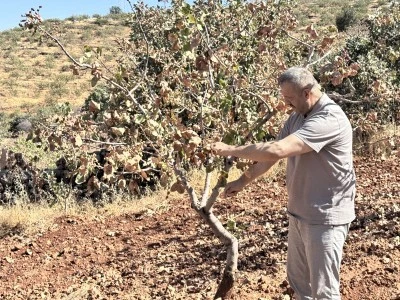 Kuraklık Siirt fıstığını vurdu! Hasat erkene alındı