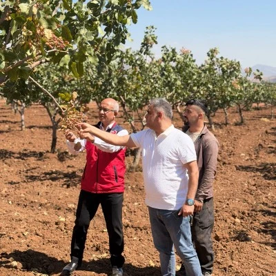 Siirt&rsquo;te Fıstık Hasadı &Ouml;ncesi Son Hazırlıklar